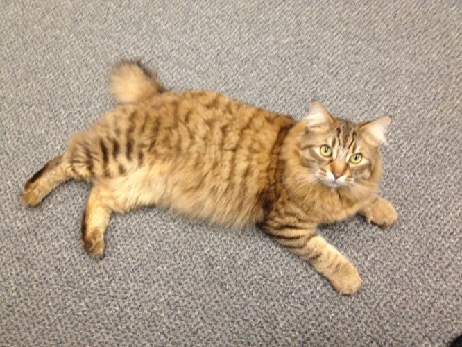 Dietary Recommendations For Reducing Obesity In American Bobtail Cats