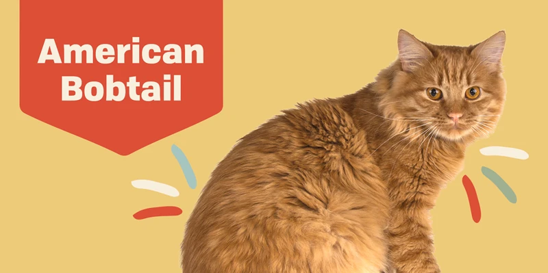 How To Choose The Best Dental Toys And Chews For Your American Bobtail Cat