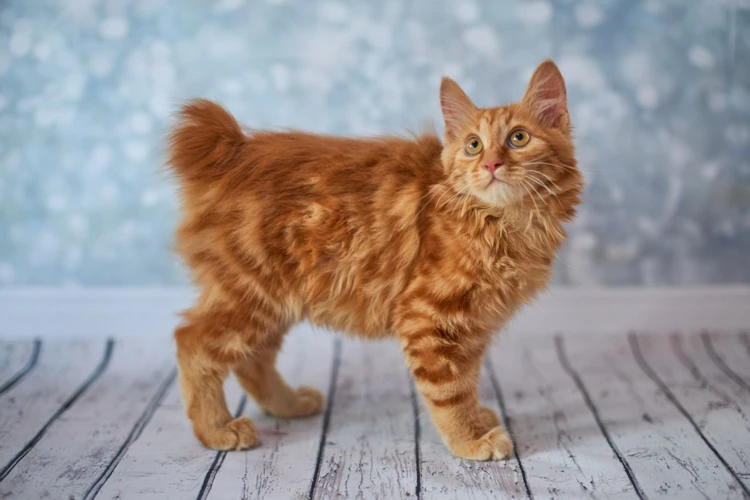 How To Get Your American Bobtail Cat Tested