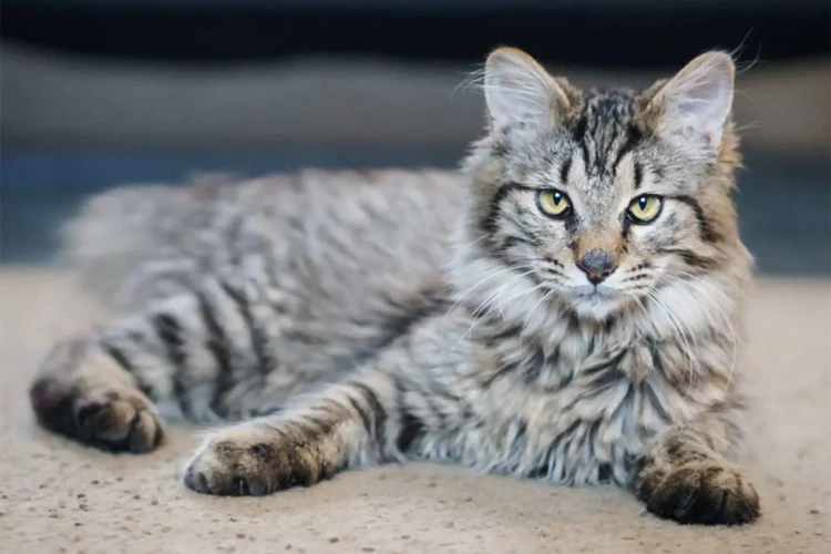 Normal Coat And Color Patterns In American Bobtail Cats