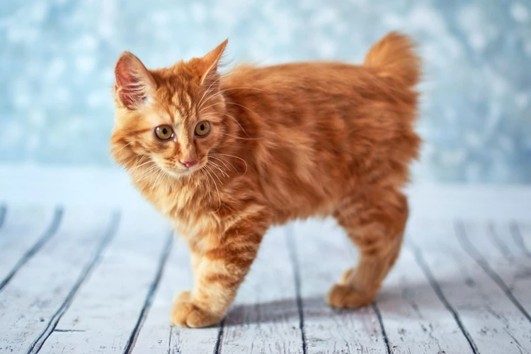 Physical Characteristics Of American Bobtails