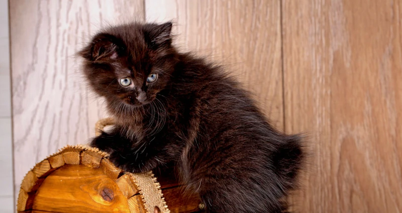 Preventing Eye Infections In American Bobtail Kittens