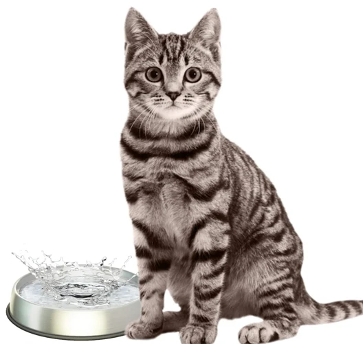 Preventive Measures Against Urinary Tract Infections In American Bobtail Cats