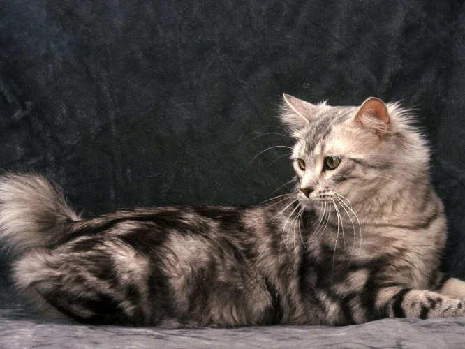 Symptoms And Diagnosis Of Genetic Disorders In American Bobtail Cats