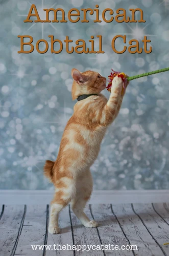 Teaching Your American Bobtail To Walk On A Leash