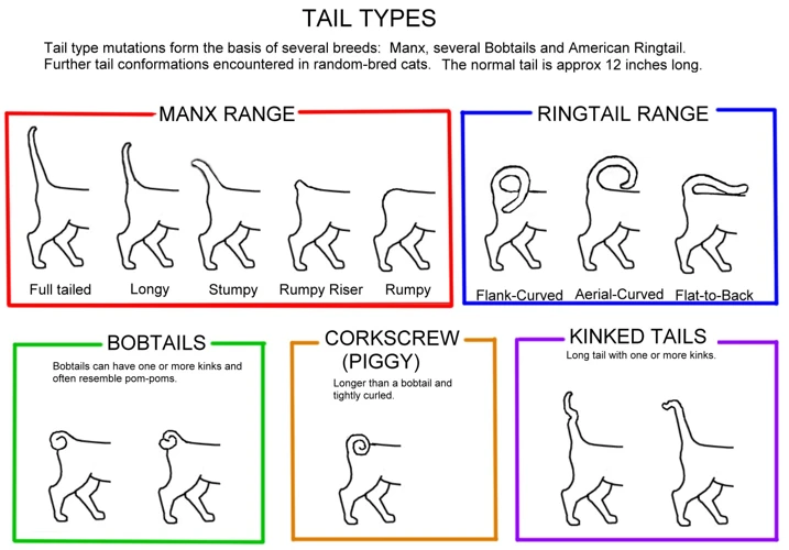 The Anatomy Of American Bobtail Tails