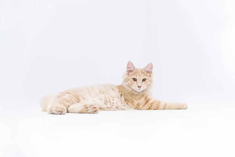 The Benefits Of Brushing Your American Bobtail Cat Daily