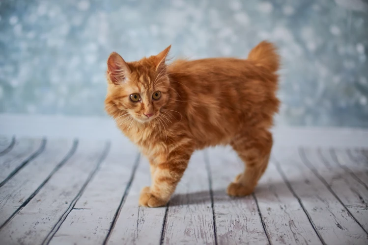The Benefits Of Playtime For American Bobtail Cats