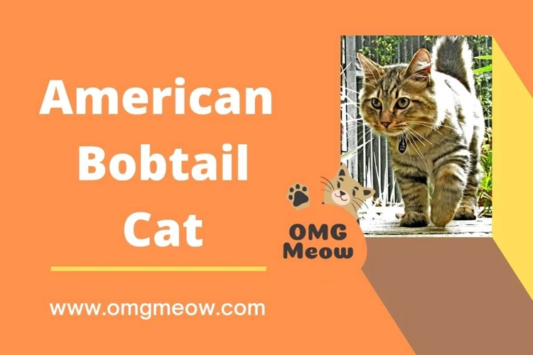 The Debate On Bobtail Cat Breeding