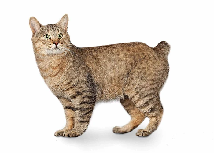 The Development Of The American Bobtail Breed