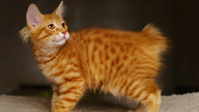 Treating Food Allergies In American Bobtail Cats
