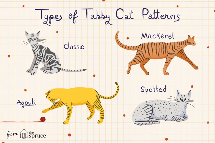 Understanding The Different Types Of Tabby Patterns
