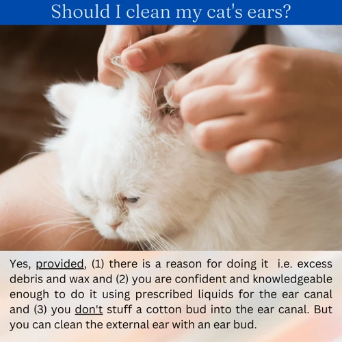 Why Clean Your Cat'S Ears?
