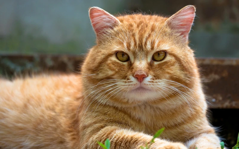 Why Do American Bobtail Cats Need Supplements?