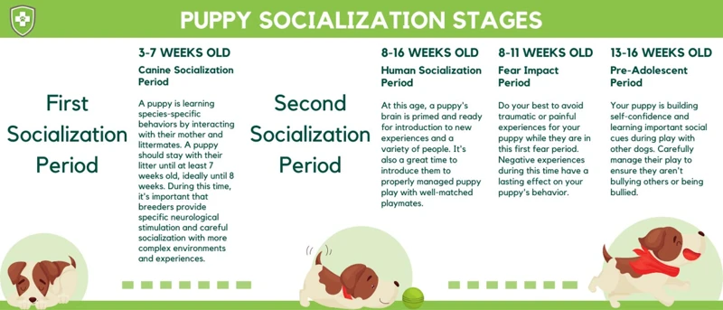 4 To 8 Weeks: The Socialization Stage