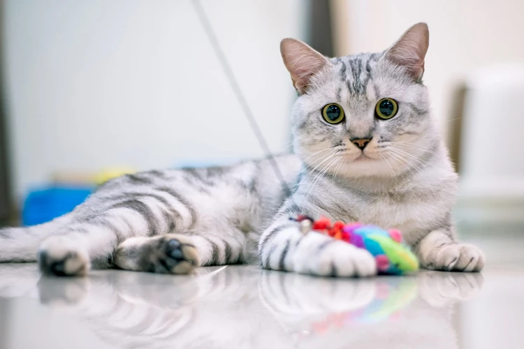 Are American Shorthair Cats Friendly?