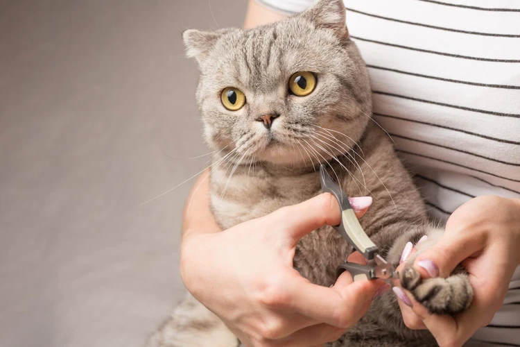 Alternatives To Trimming Your Cat'S Claws