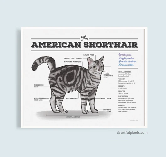 American Shorthair Cats In Art