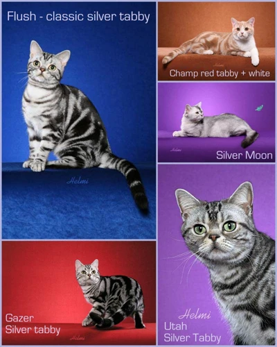 American Shorthair Cats In War