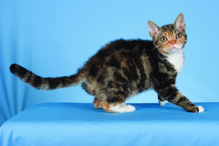 American Shorthair Influence On The American Wirehair