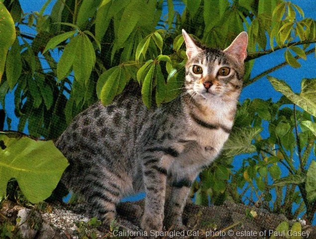 Benefits Of Proper Vaccination Schedules For California Spangled Cats