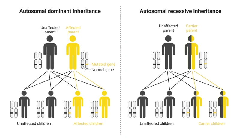 Brief Overview Of Genetics And Inheritance