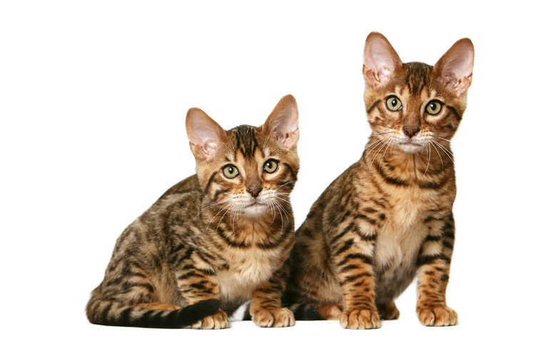 California Spangled Cats' Spotted Coat Characteristics