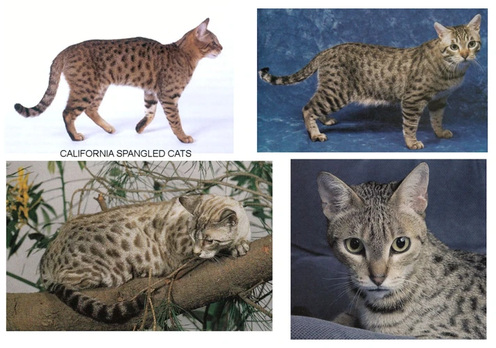 California Spangled Cats Vs Other Breeds