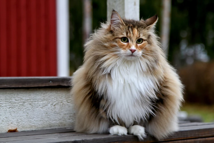 Cat Breeds With Longest Life Expectancy