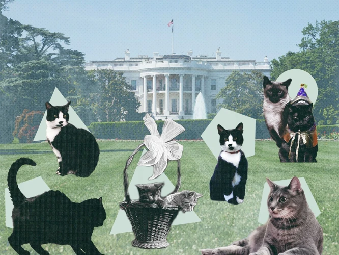 Cats In The White House