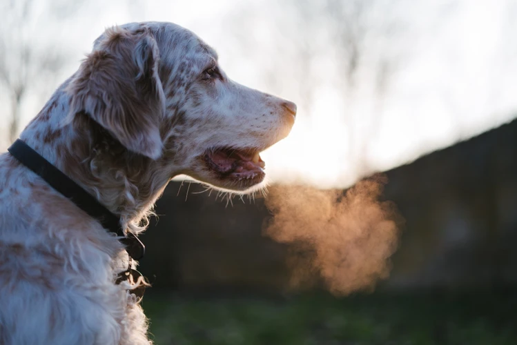 Causes Of Bad Breath In American Wirehairs