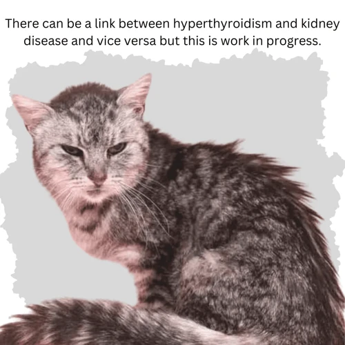 Causes Of Chronic Kidney Disease In California Spangled Cats