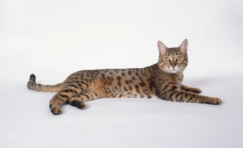 Choosing A Breeding Partner For Your California Spangled Cat