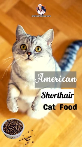 Choosing A Diet For Your Senior American Shorthair Cat