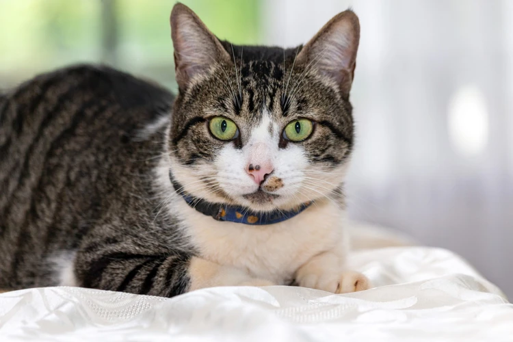 Common Health Issues In American Wirehair Cats