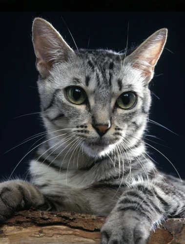 Common Health Issues In California Spangled Cats