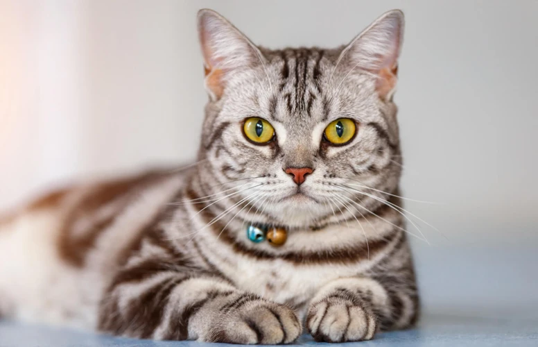 Common Mistakes To Avoid When Clipping Your American Shorthair'S Nails