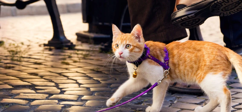 Common Mistakes To Avoid When Leash Training Your American Wirehair Kitten