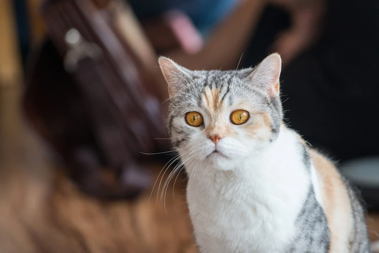 Common Socialization Challenges For American Wirehair Cats