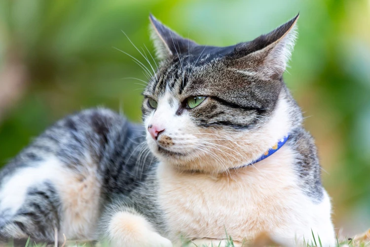 Common Verbal And Non-Verbal Expressions Of American Wirehair Cats