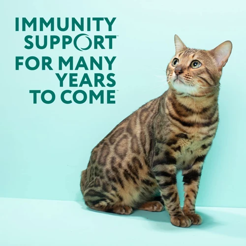 Core Vaccines For California Spangled Cats