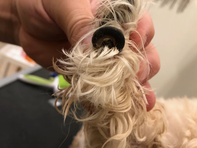 Dealing With Resistance And Anxiety During Nail Trimming