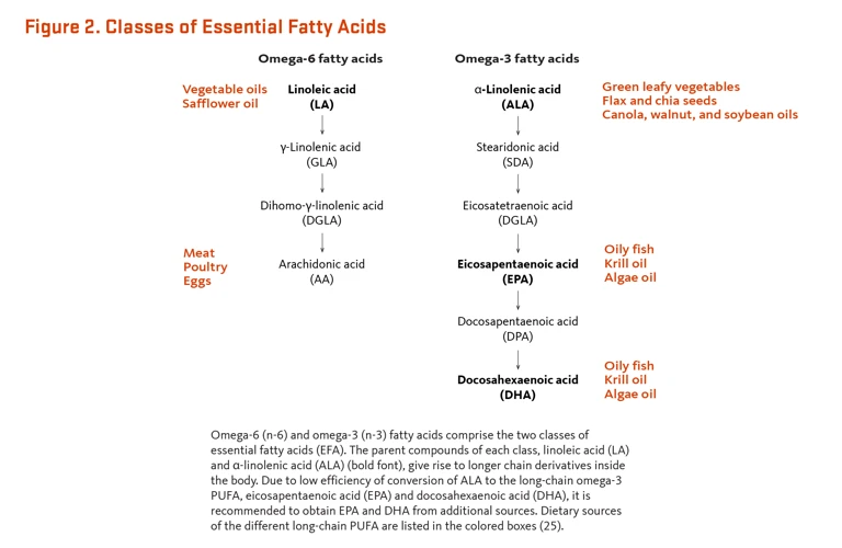 Deficiency And Excess Of Essential Fatty Acids