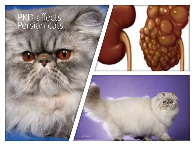 Diagnosing Chronic Kidney Disease In California Spangled Cats