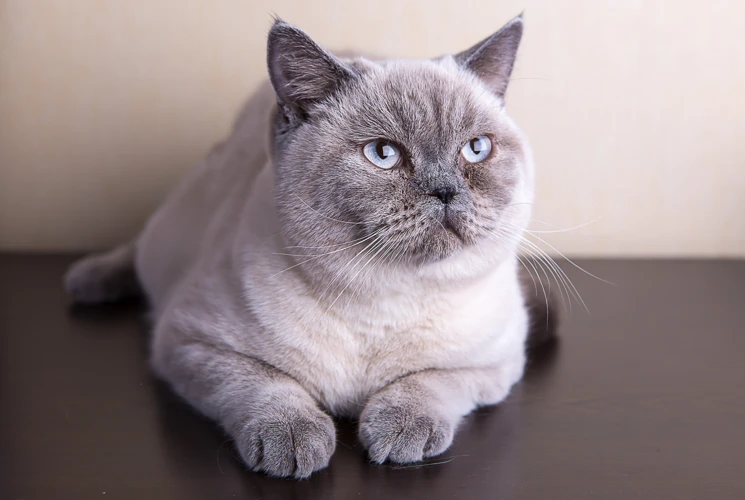 Diagnosing Feline Arthritis