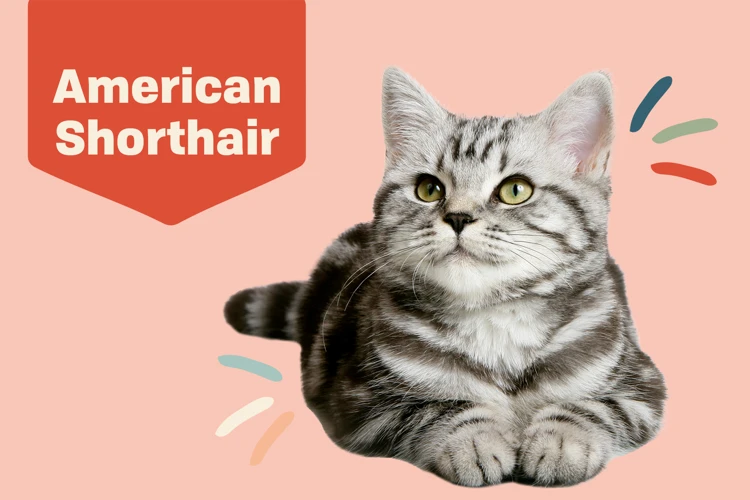 European And American Shorthair Cat Comparison