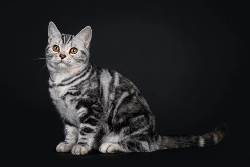 Factors That Affect The Life Expectancy Of American Shorthair Cats