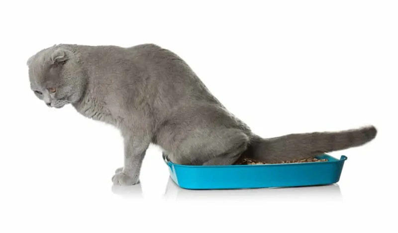 Getting Your American Wirehair Acquainted With The Covered Litter Box