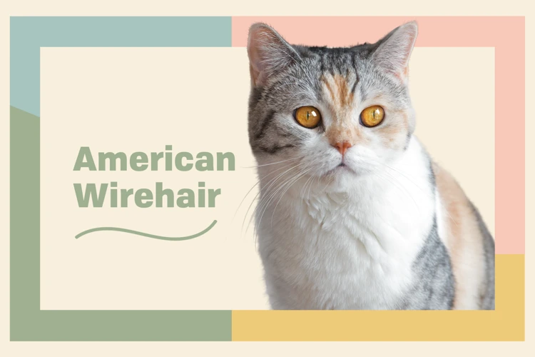 Grooming Tools For An American Wirehair Cat