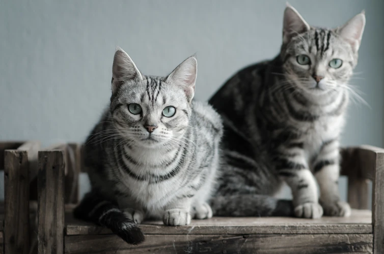 How American Shorthair Cats Get Along With Other Cats